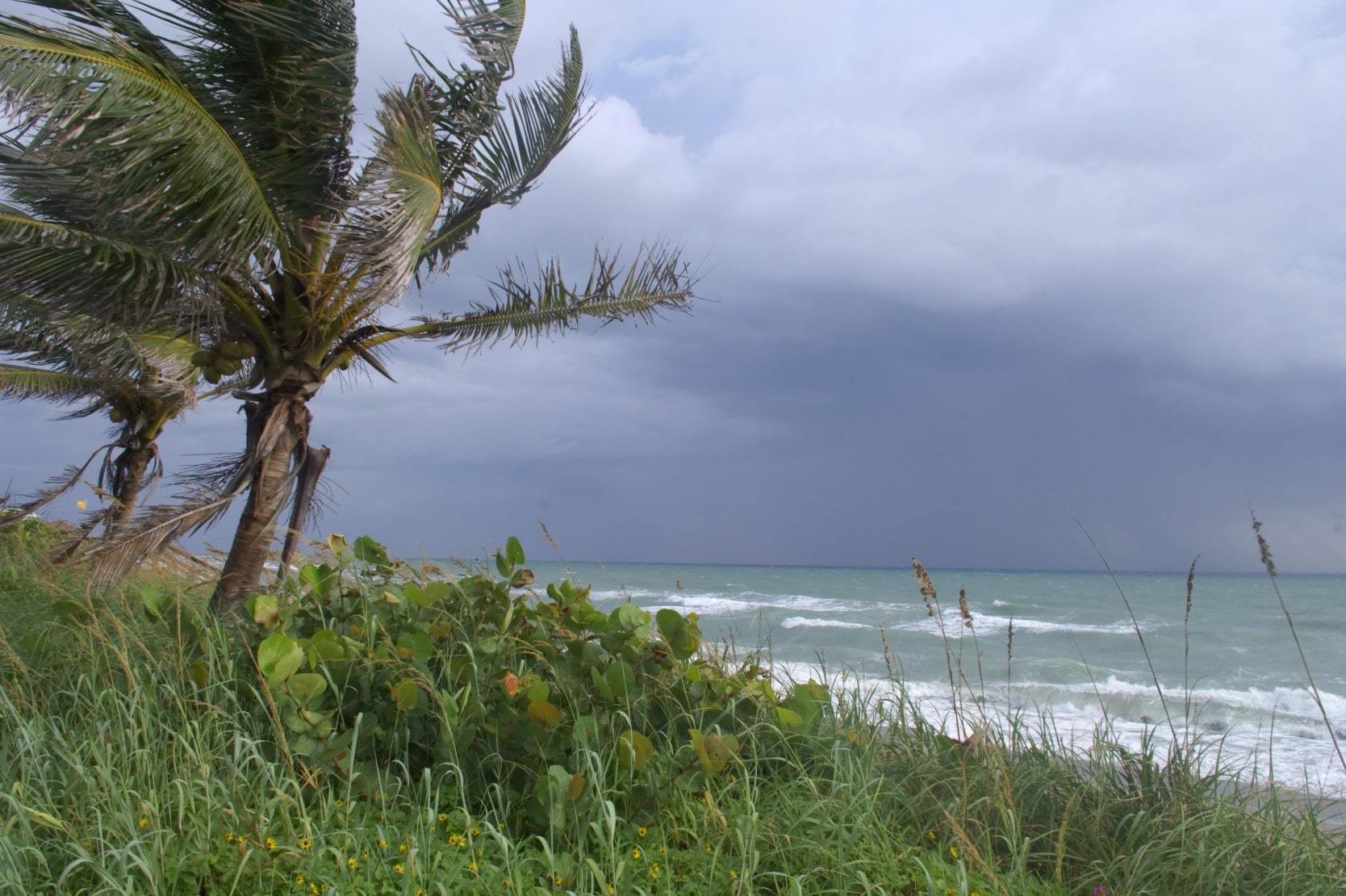 Dark clouds over the ocean and a windswept palm tree on a Florida coastline